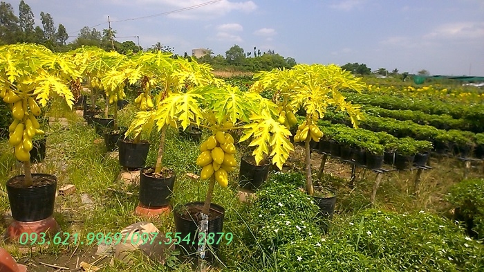 CẢNH QUAN GJ03