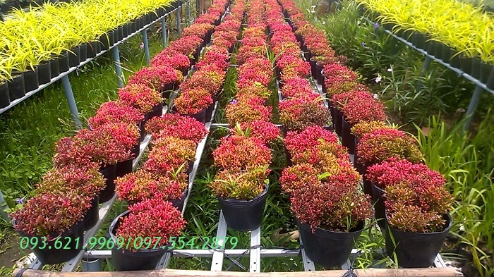CẢNH QUAN GJ01