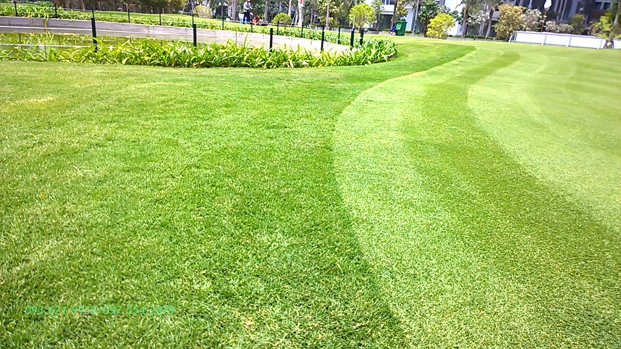 CHĂM SÓC CỎ PASPALUM CHO GREEN GOLF