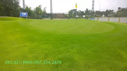CỎ TIFEAGLE  SÂN GOLF