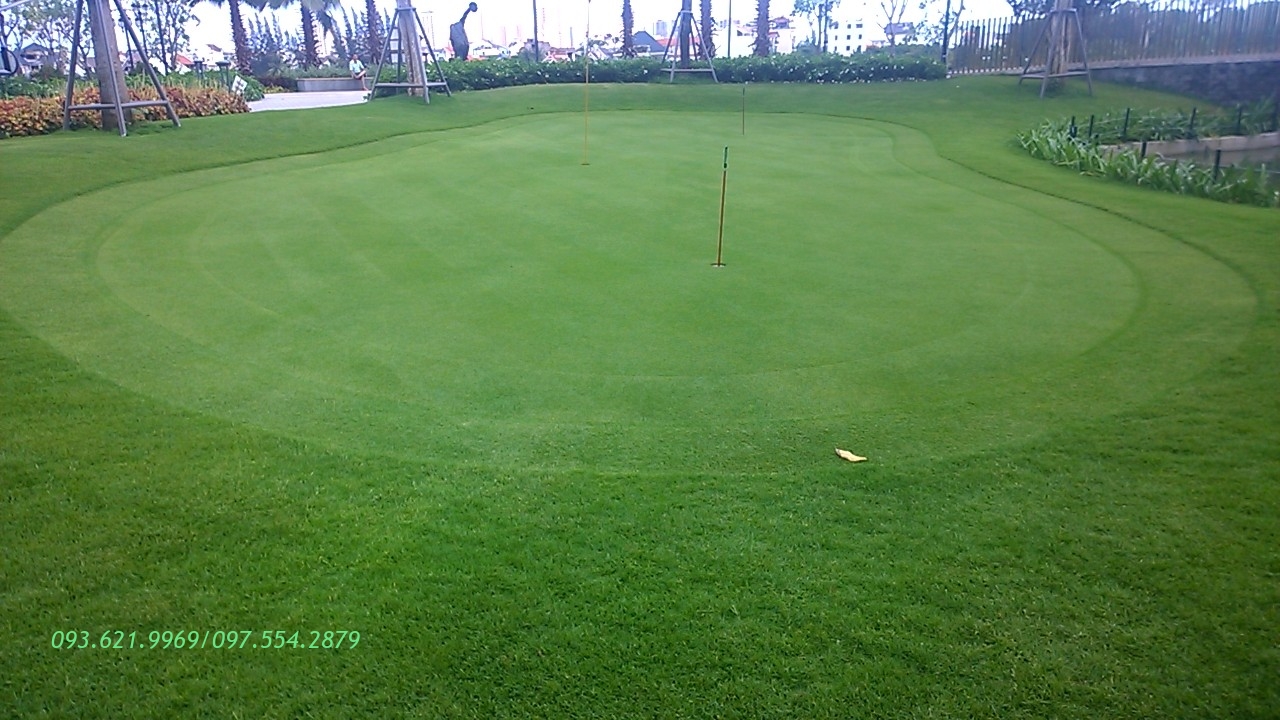 GREEN CỎ PASPALUM CHO PUTTING GREEN TÂN CẢNG