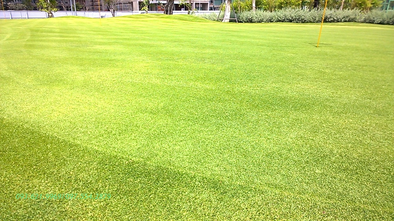 CỎ PASPALUM PUTTING GREEN