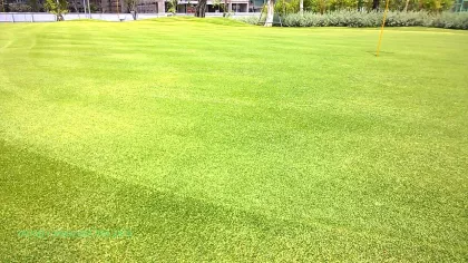 CỎ PASPALUM PUTTING GREEN