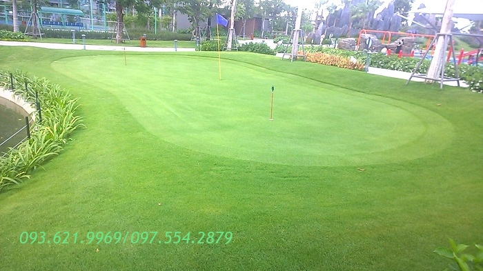 CỎ PASPALUM MINI GOLF