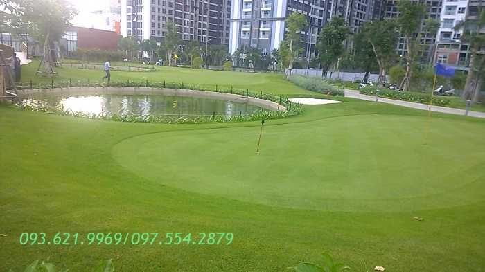 CỎ PASPALUM PUTTING GREEN