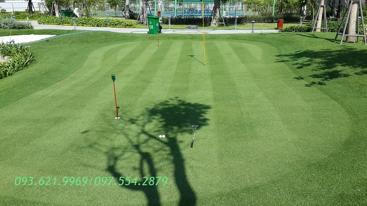 GREEN PUTTING CỎ PASPALUM