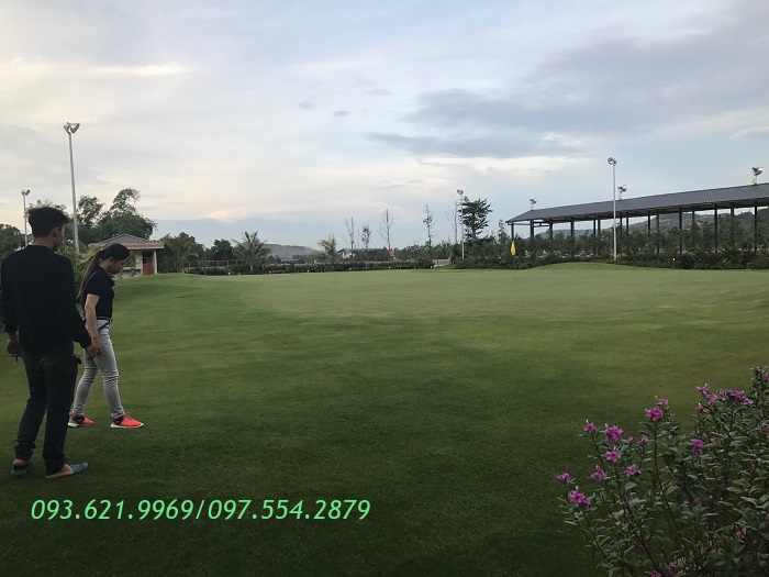 THI CÔNG PUTTING GREEN CỎ THẬT