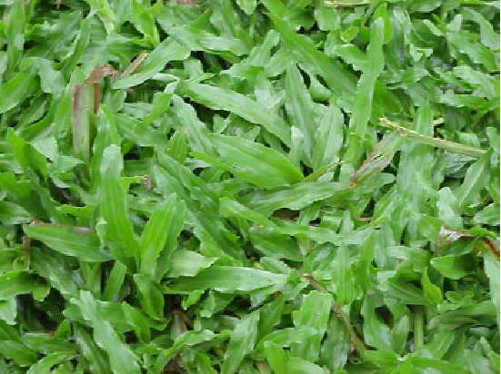 CỎ LÁ GỪNG