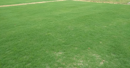 CHĂM SÓC CỎ PASPALUM