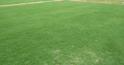 CHĂM SÓC CỎ PASPALUM