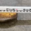 o0202067