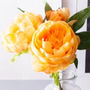 Hoa mẫu đơn cam