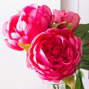 Hoa mẫu đơn hồng - đỏ