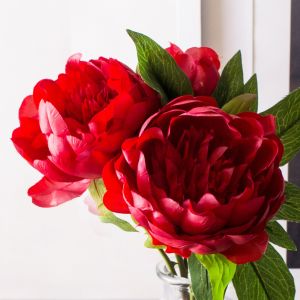 Hoa mẫu đơn hồng - trắng