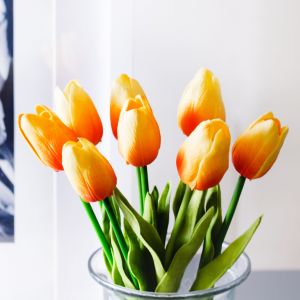 Hoa tulip cam