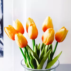 Hoa tulip cam
