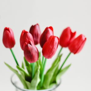 Hoa tulip đỏ