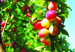 Album đồ gia dụng